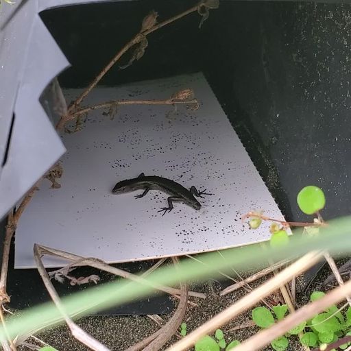 Mokomoko on tracking card