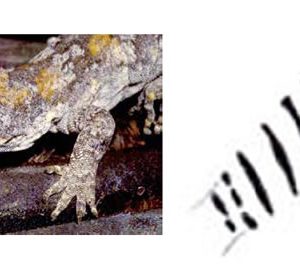 Forest Gecko