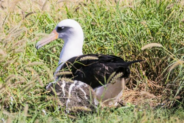 Laysan Albatross Hawaii