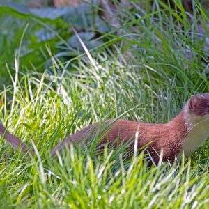 Black Trakka can detect mustelids such as Stoats