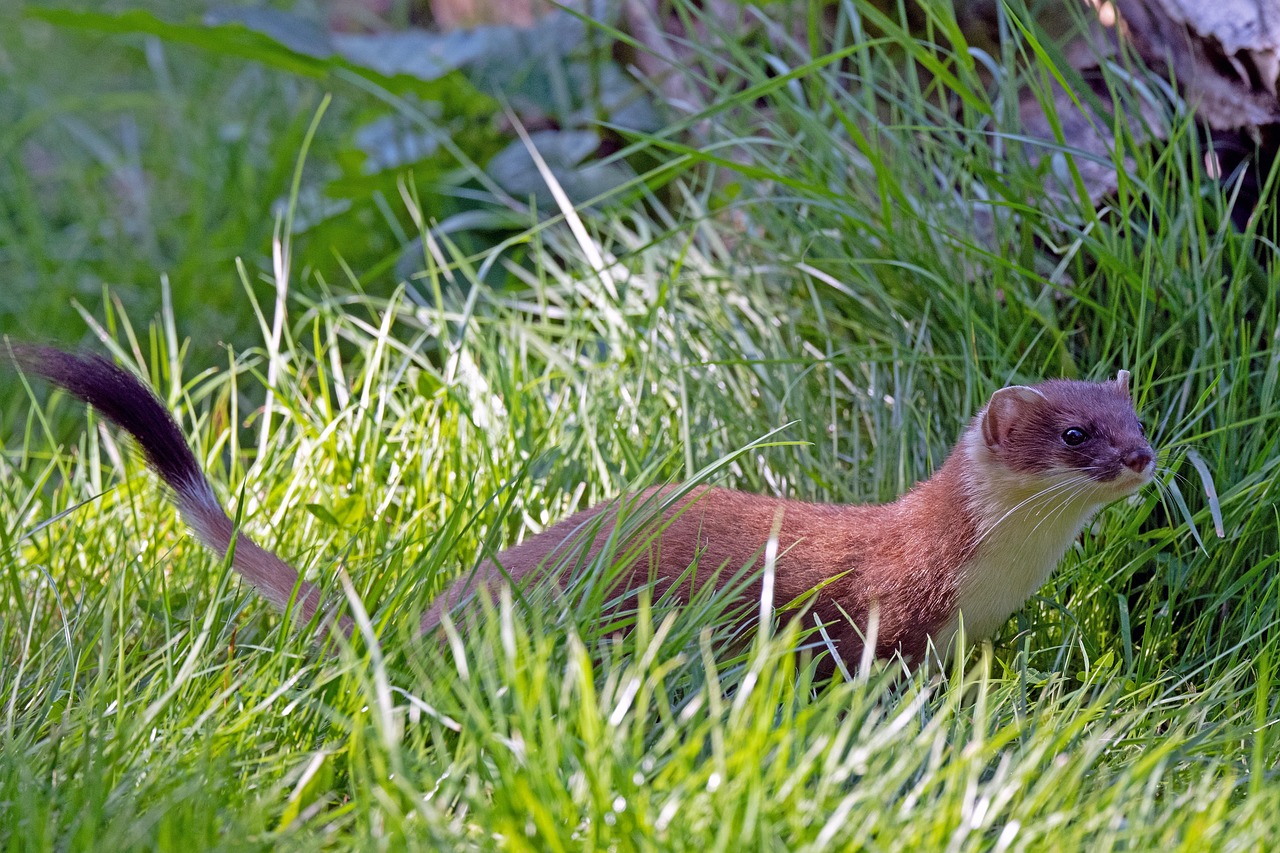 Black Trakka can monitor species like mustelids including Stoats