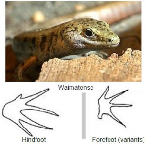 Waimatense
