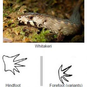 Whitakeri