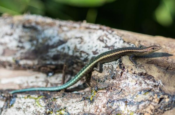 blue tailed skink on a log