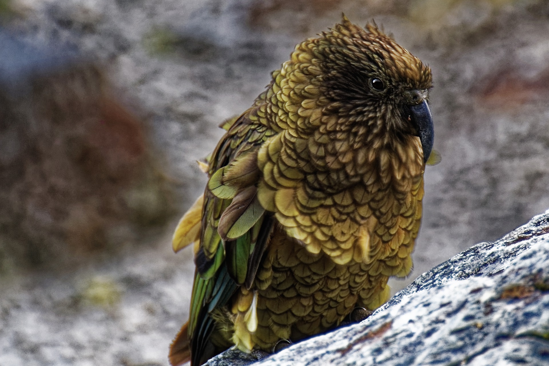 New Zealand Conservation Projects | Gotcha Traps