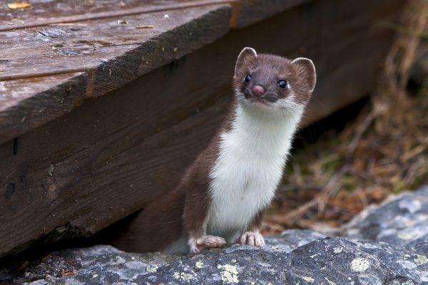 Stoats under the hen house!