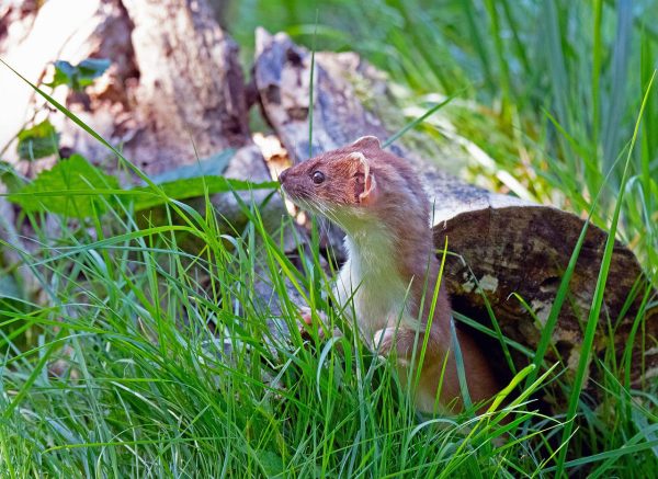 protected stoat species