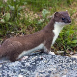 Stoat on a rock